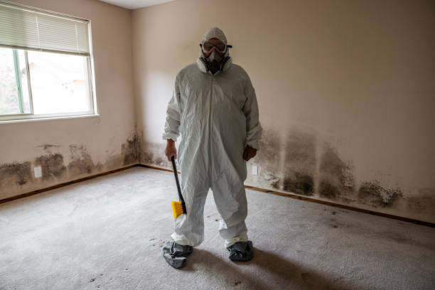 Best Residential Mold Remediation in University At Buffalo, NY