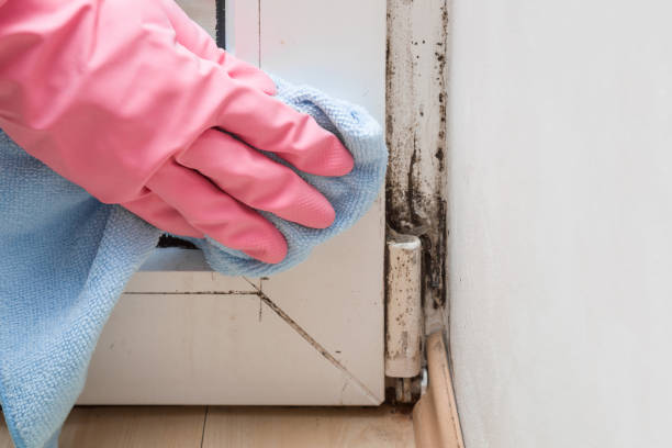 Reliable University At Buffalo, NY Mold Remediation Solutions